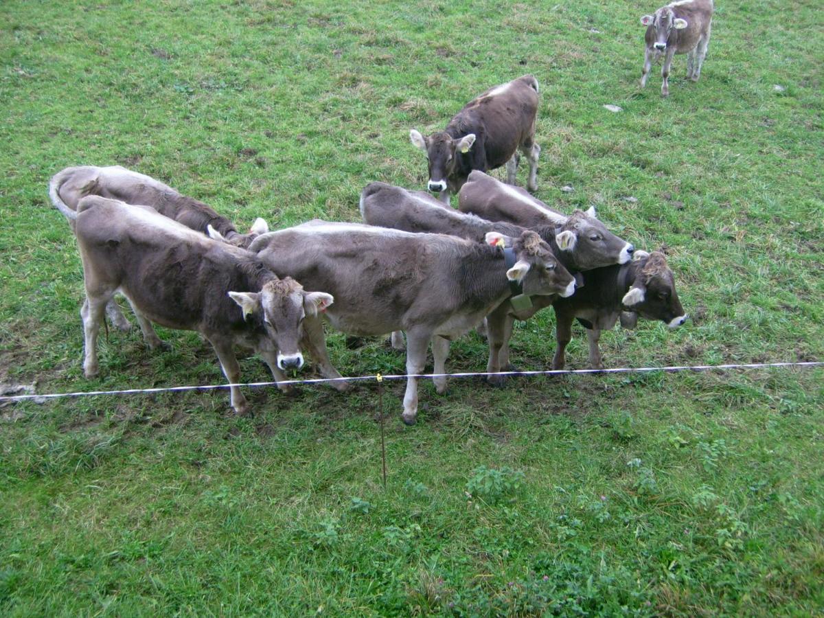 Am Angerbach Leilighet Oberstaufen Eksteriør bilde